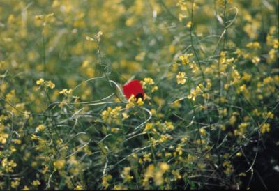 flower-in-ruin.jpg