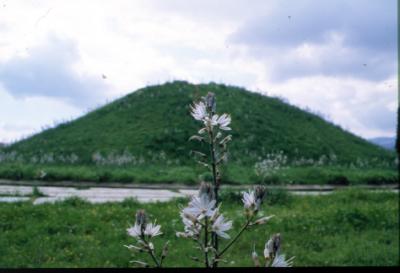 flower-in-Marathon.jpg