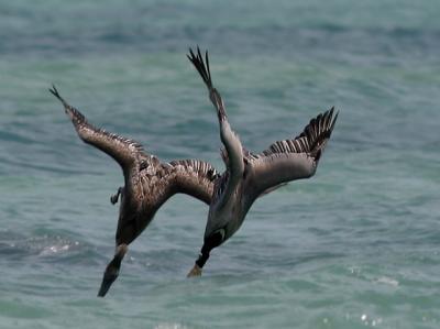 Brown Pelicans Diving