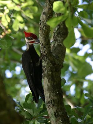 Pileated Woodpecker