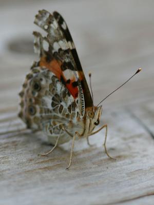 Painted Lady