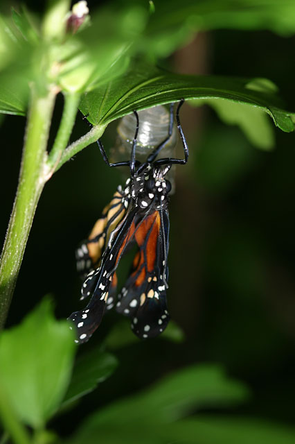 newly hatched monarch