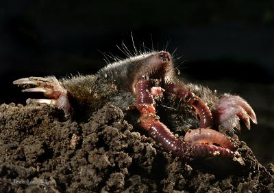 Mole