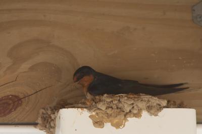 Building a nest outside our room
