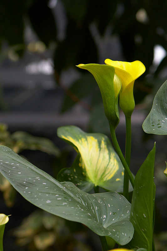 Cala Lily