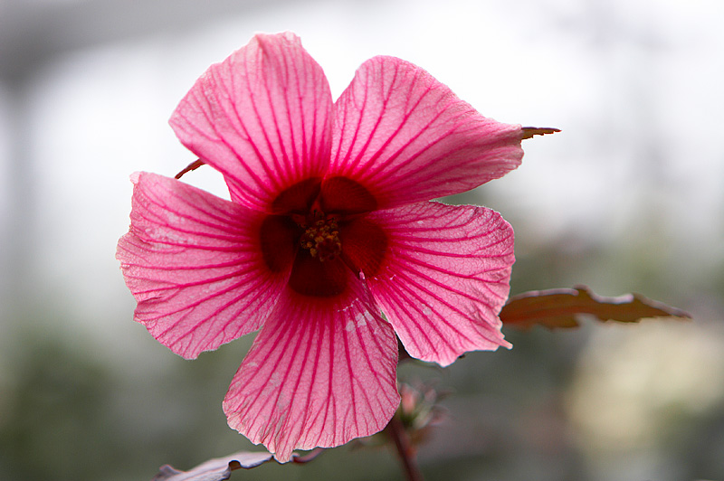 Hibiscus