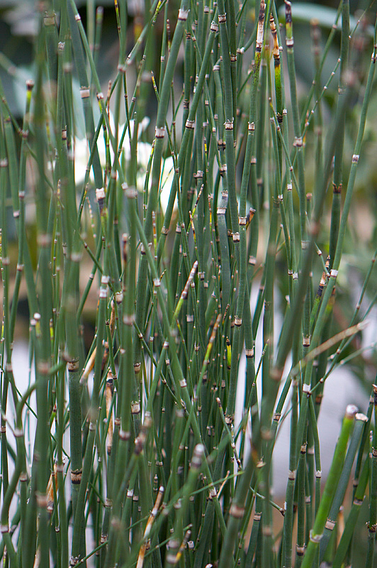 Bamboo