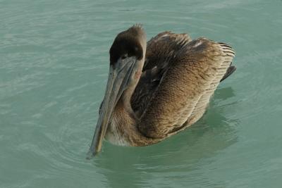 pelicans