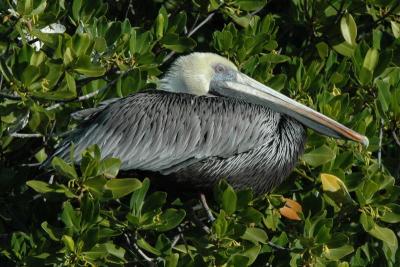 Pelican