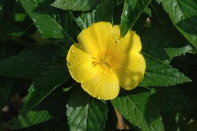 Flowers around the campground