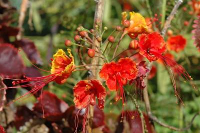 Flowers around the campground