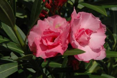 Flowers around the campground