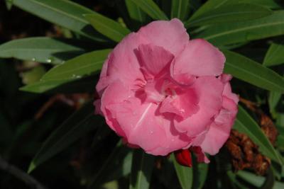 Flowers around the campground