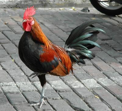 Key West chicken