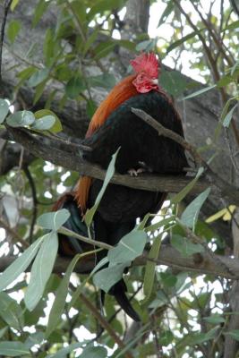 Key West Chicken