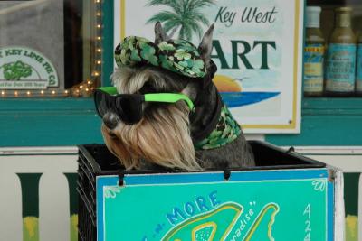 Key West doggie