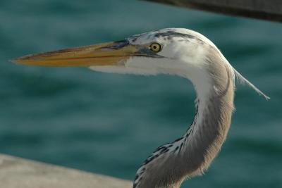 Heron Closeup