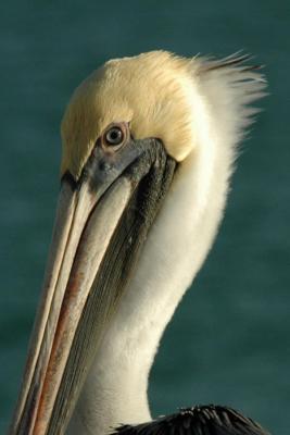 Pelican closeup