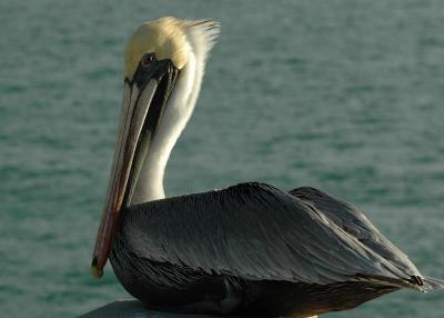 Pelican