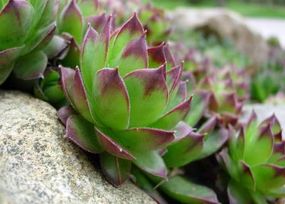 Hen & Chicks