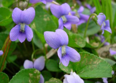 u11/jmhoying/medium/42870008.marshblueviolet.jpg