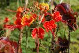 Flowers around the campground (Kiesta Key, Florida)