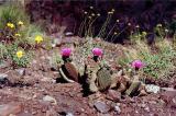 Cactus and wildflowers blooming in May