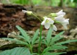 Cut-leaved Toothwort