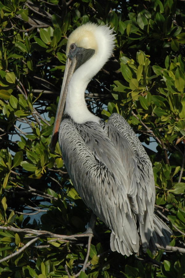 Pelican