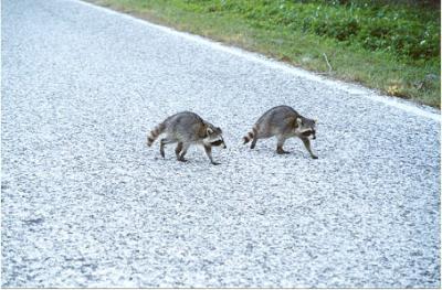u11/joanel/medium/11015964.raccoons.jpg