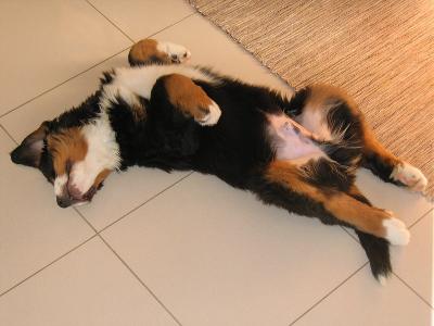 u11/joaquim/medium/38090409.Sleep.jpg