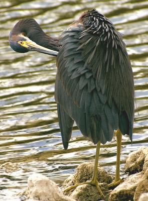 DSC_3077 crop300.jpg