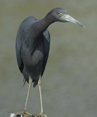 DSC_3093 crop.jpg