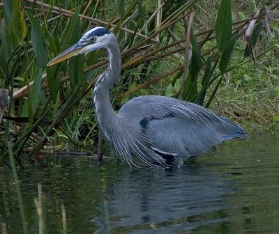 DSC_3215 CROP3.jpg