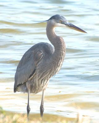 DSC_3345 crop.jpg