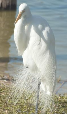 DSC_3435 crop2.jpg
