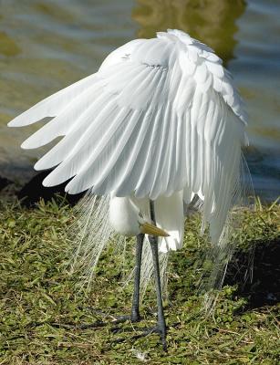 DSC_3455 crop.jpg