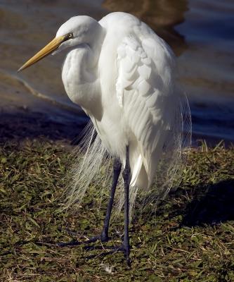 DSC_3458 crop2.jpg