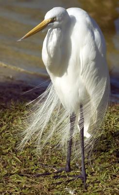DSC_3463 crop.jpg
