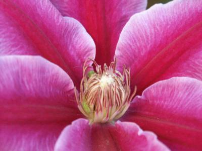 Greenfly in Clematis .jpg