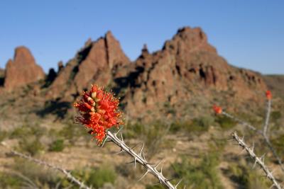 Flora of the Big Bend