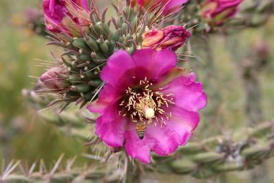 Bee in flower