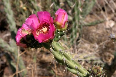 Cholla