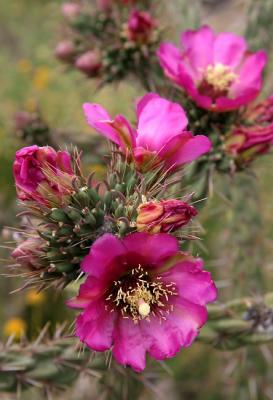 Roadside cholla