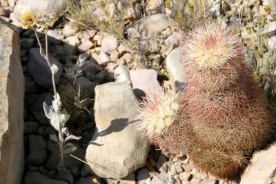 Spiny and tiny