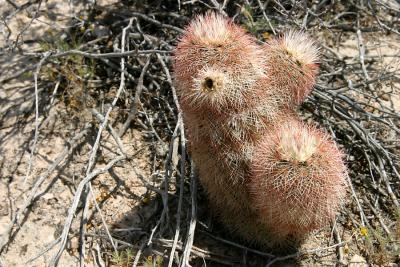 Petite, with thorns