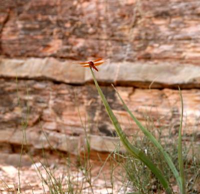 Dragonfly