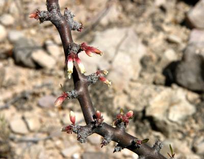 Flowering twig