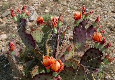 Orange prickly pear