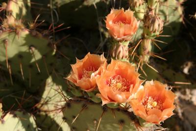 Opuntia